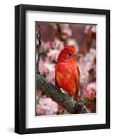 Male Summer Tanager-Adam Jones-Framed Photographic Print