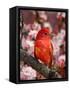 Male Summer Tanager-Adam Jones-Framed Stretched Canvas