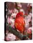 Male Summer Tanager-Adam Jones-Stretched Canvas