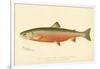 Male Sunapee Trout-null-Framed Giclee Print