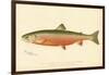 Male Sunapee Trout-null-Framed Giclee Print