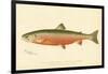 Male Sunapee Trout-null-Framed Giclee Print