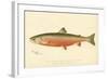 Male Sunapee Trout-null-Framed Giclee Print