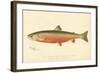 Male Sunapee Trout-null-Framed Giclee Print