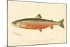 Male Sunapee Trout-null-Mounted Giclee Print