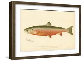 Male Sunapee Trout-null-Framed Giclee Print