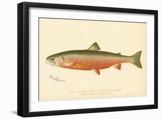 Male Sunapee Trout-null-Framed Giclee Print