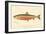 Male Sunapee Trout-null-Framed Giclee Print