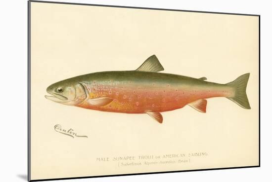 Male Sunapee Trout-null-Mounted Giclee Print