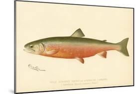 Male Sunapee Trout-null-Mounted Giclee Print