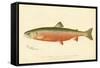 Male Sunapee Trout-null-Framed Stretched Canvas