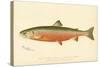 Male Sunapee Trout-null-Stretched Canvas