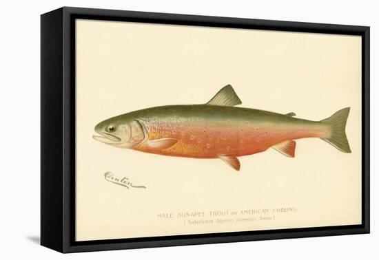 Male Sunapee Trout-null-Framed Stretched Canvas