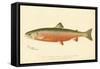 Male Sunapee Trout-null-Framed Stretched Canvas