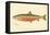 Male Sunapee Trout-null-Framed Stretched Canvas