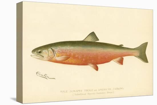 Male Sunapee Trout-null-Stretched Canvas