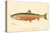 Male Sunapee Trout-null-Stretched Canvas