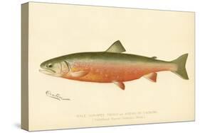 Male Sunapee Trout-null-Stretched Canvas