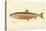 Male Sunapee Trout-null-Stretched Canvas
