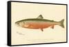 Male Sunapee Trout-null-Framed Stretched Canvas