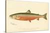 Male Sunapee Trout-null-Stretched Canvas