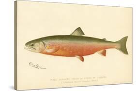 Male Sunapee Trout-null-Stretched Canvas