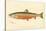 Male Sunapee Trout-null-Stretched Canvas