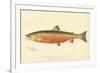 Male Sunapee Trout-null-Framed Giclee Print