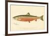 Male Sunapee Trout-null-Framed Giclee Print