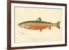 Male Sunapee Trout-null-Framed Giclee Print