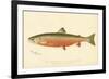 Male Sunapee Trout-null-Framed Giclee Print