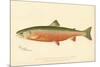 Male Sunapee Trout-null-Mounted Giclee Print