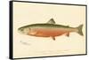 Male Sunapee Trout-null-Framed Stretched Canvas