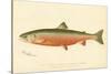 Male Sunapee Trout-null-Stretched Canvas