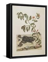 Male Suriname Toad-Maria Sibylla Graff Merian-Framed Stretched Canvas