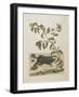 Male Suriname Toad-Maria Sibylla Graff Merian-Framed Giclee Print