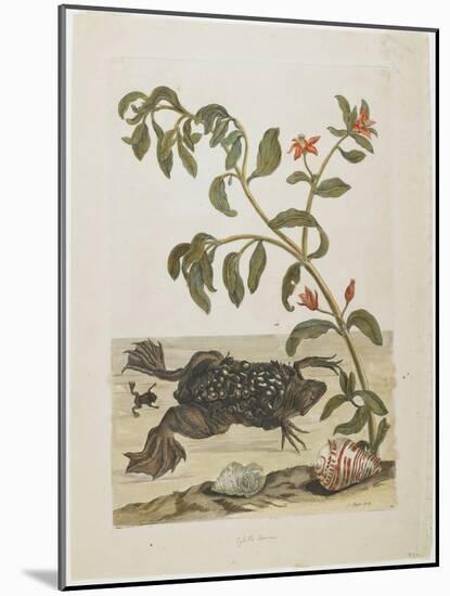 Male Suriname Toad-Maria Sibylla Graff Merian-Mounted Giclee Print