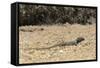 Male Tenerife Lizard (Western Canaries Lizard) (Gallotia Galloti) Raising Feet after Getting Hot-Nick Upton-Framed Stretched Canvas