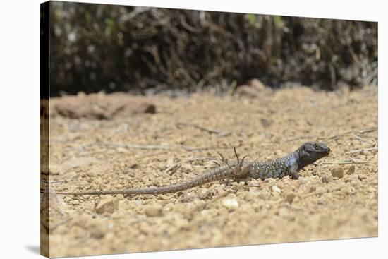 Male Tenerife Lizard (Western Canaries Lizard) (Gallotia Galloti) Raising Feet after Getting Hot-Nick Upton-Stretched Canvas