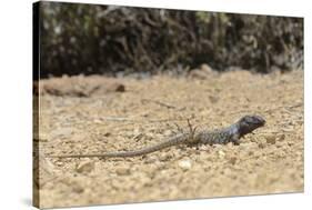 Male Tenerife Lizard (Western Canaries Lizard) (Gallotia Galloti) Raising Feet after Getting Hot-Nick Upton-Stretched Canvas