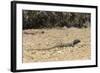 Male Tenerife Lizard (Western Canaries Lizard) (Gallotia Galloti) Raising Feet after Getting Hot-Nick Upton-Framed Photographic Print