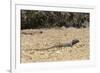 Male Tenerife Lizard (Western Canaries Lizard) (Gallotia Galloti) Raising Feet after Getting Hot-Nick Upton-Framed Photographic Print