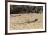 Male Tenerife Lizard (Western Canaries Lizard) (Gallotia Galloti) Raising Feet after Getting Hot-Nick Upton-Framed Photographic Print