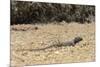 Male Tenerife Lizard (Western Canaries Lizard) (Gallotia Galloti) Raising Feet after Getting Hot-Nick Upton-Mounted Photographic Print