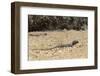 Male Tenerife Lizard (Western Canaries Lizard) (Gallotia Galloti) Raising Feet after Getting Hot-Nick Upton-Framed Photographic Print