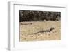 Male Tenerife Lizard (Western Canaries Lizard) (Gallotia Galloti) Raising Feet after Getting Hot-Nick Upton-Framed Photographic Print