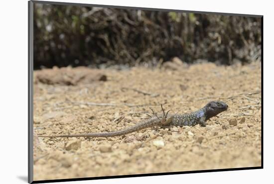 Male Tenerife Lizard (Western Canaries Lizard) (Gallotia Galloti) Raising Feet after Getting Hot-Nick Upton-Mounted Photographic Print