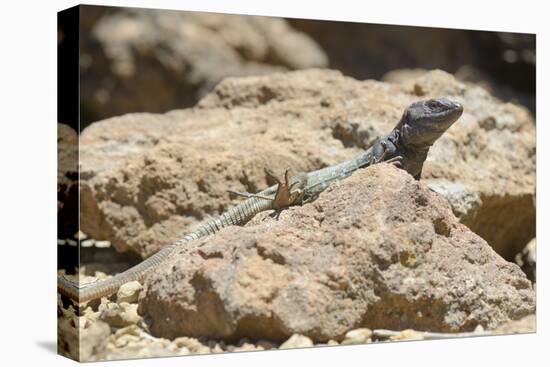 Male Tenerife Lizard (Western Canaries Lizard) (Gallotia Galloti) Sun Basking on Volcanic Rock-Nick Upton-Stretched Canvas