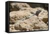 Male Tenerife Lizard (Western Canaries Lizard) (Gallotia Galloti) Sun Basking on Volcanic Rock-Nick Upton-Framed Stretched Canvas