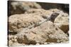 Male Tenerife Lizard (Western Canaries Lizard) (Gallotia Galloti) Sun Basking on Volcanic Rock-Nick Upton-Stretched Canvas